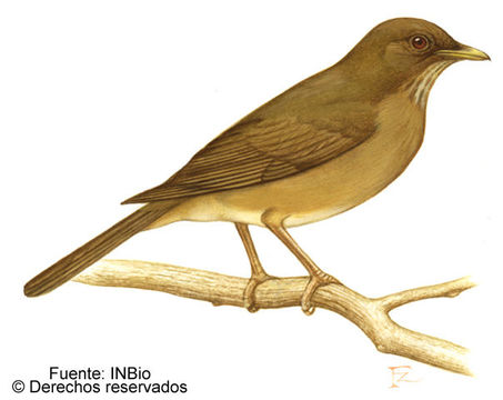 Image of Clay-colored Robin