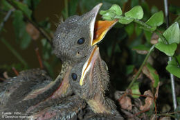 Image of Clay-colored Robin