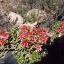 Image of Vaccinium talamancense (Wilbur & Luteyn) Luteyn