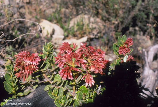 Imagem de Vaccinium talamancense (Wilbur & Luteyn) Luteyn