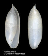 Image de Volvulella cylindrica (Carpenter 1864)