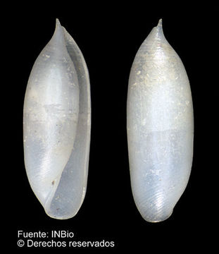 Image of Volvulella cylindrica (Carpenter 1864)