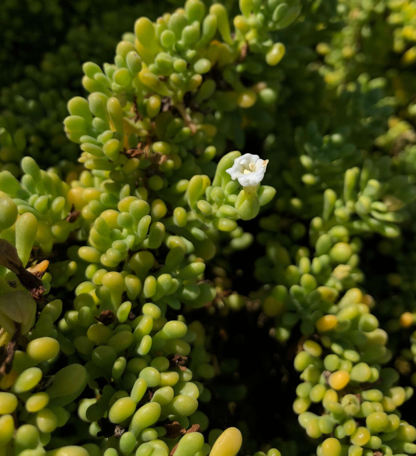 Image of Galapagos clubleaf