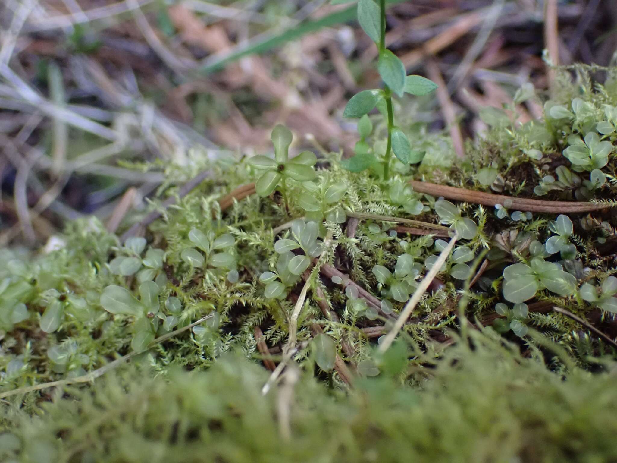 Image of rhizomnium moss