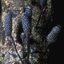 Imagem de <i>Xylaria comosa</i> (Mont.) Fr.