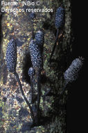 Imagem de <i>Xylaria comosa</i> (Mont.) Fr.