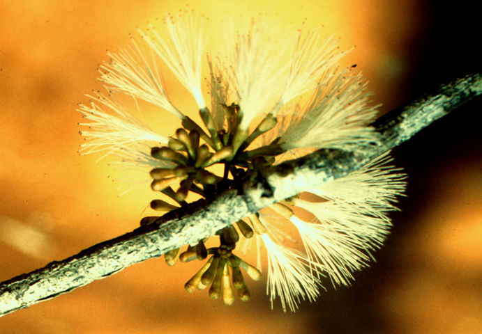 Imagem de Zygia englesingii (Standl.) Record