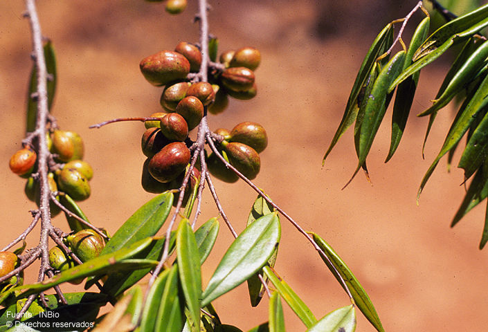 Sivun Xylopia aromatica (Lam.) Mart. kuva