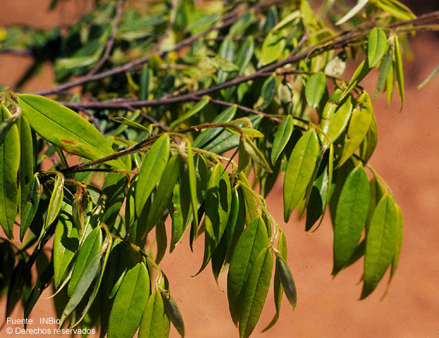 Sivun Xylopia aromatica (Lam.) Mart. kuva