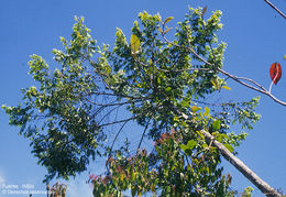 Sivun Xylopia aromatica (Lam.) Mart. kuva