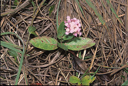 Plancia ëd Ayapana amygdalina (Lam.) R. King & H. Rob.