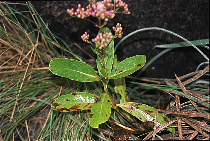 Ayapana amygdalina (Lam.) R. King & H. Rob.的圖片