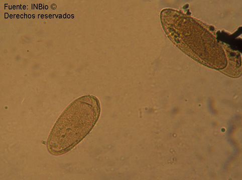 Plancia ëd <i>Camillea sulcata</i> (Starb.) Lloyd