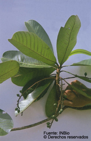 Image of <i>Campnosperma panamense</i> Standl.