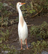 Image of Bubulcus Bonaparte 1855