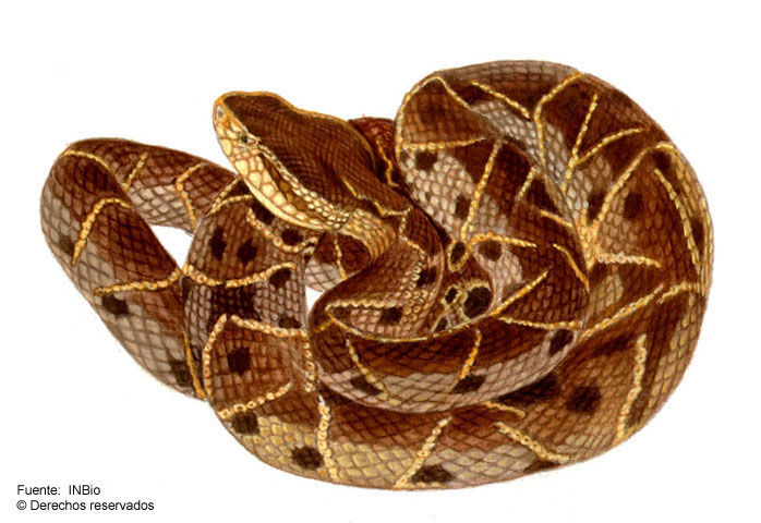 Imagem de Bothrops asper (Garman 1883)