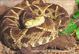 Imagem de Bothrops asper (Garman 1883)