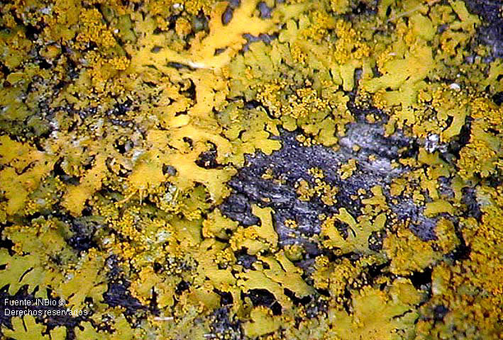 Image of lemon lichen