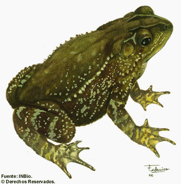 Image of Evergreen Toad