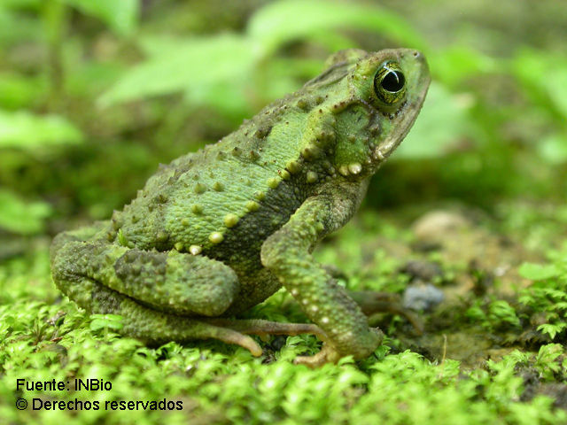 Image of Evergreen Toad