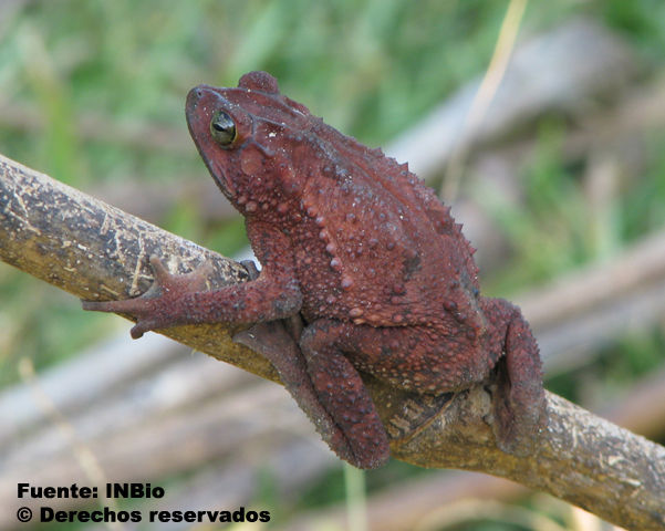 Image of Evergreen Toad