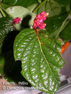 Imagem de Cavendishia axillaris A. C. Sm.