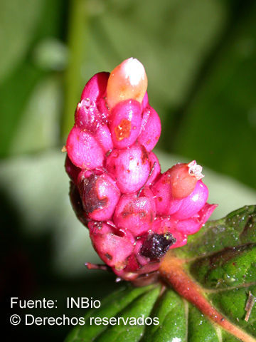 Cavendishia axillaris A. C. Sm.的圖片