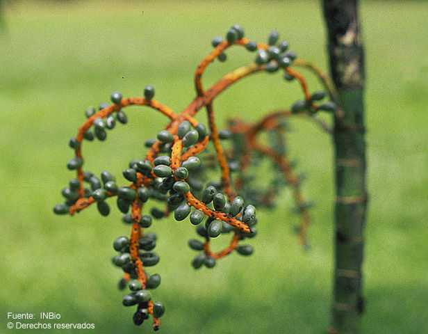 Image de Chamaedorea tepejilote Liebm.