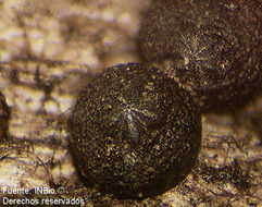 Image of Cercophora macrocarpa (G. C. Carroll & Munk) O. Hilber & R. Hilber 1979