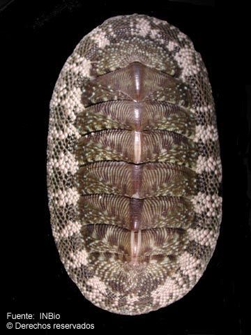 Sivun Chiton tuberculatus Linnaeus 1758 kuva