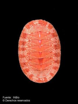 صورة Chiton tuberculatus Linnaeus 1758