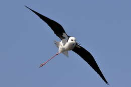 Image of Pied Stilt