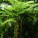 Cyathea microdonta (Desv.) Domin的圖片