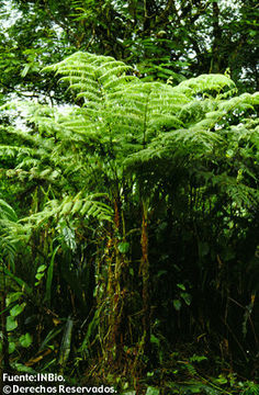 Image of Cyathea microdonta (Desv.) Domin