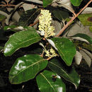 Image of Couepia polyandra (Kunth.) Rose