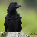 Imagem de Crotophaga sulcirostris Swainson 1827