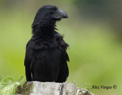 Sivun Crotophaga Linnaeus 1758 kuva