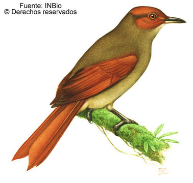 Image of Red-faced Spinetail