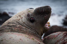 Image of South Atlantic Elephant-seal