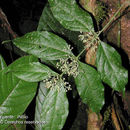 Image of Crossopetalum parviflorum (Hemsl.) Lundell