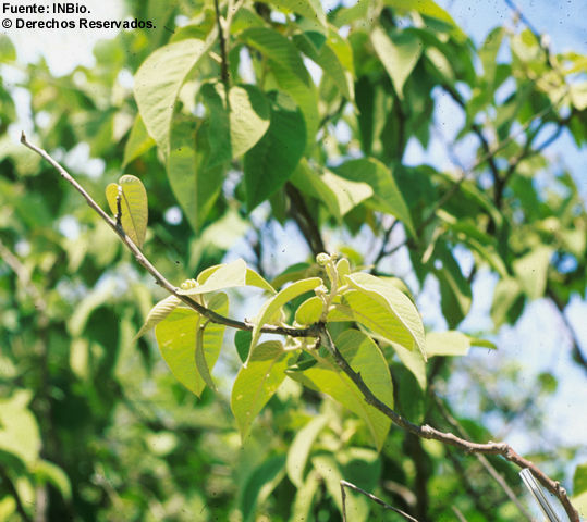 Imagem de <i>Croton axilaris</i>