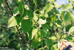 Image of <i>Croton axilaris</i>