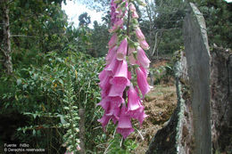 Image of Foxgloves