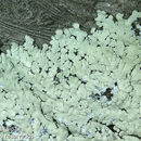 Image of <i>Dirinaria picta</i> (Sw.) Clem. & Shear