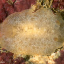 Image of Diaulula aurila (Marcus & Marcus 1967)