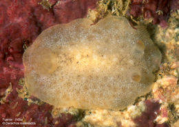 Image of Diaulula aurila (Marcus & Marcus 1967)