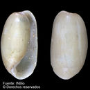 Image of <i>Cylichnella tabogaensis</i> (Strong & Hertlein 1939)