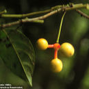 Image of Desmopsis microcarpa R. E. Fr.