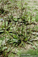 Image of Helanthium