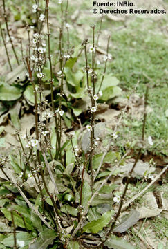 Imagem de Helanthium bolivianum (Rusby) Lehtonen & Myllys